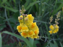 Linaria