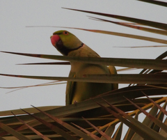 Psittacula krameri