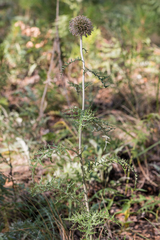 Echinops latifolius