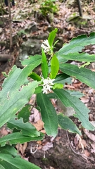 Daphne papyracea, photograph (c) phiroza, some rights reserved (CC BY)