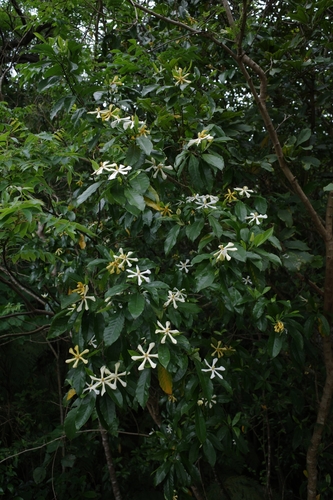 Image of Gardenia jasminoides by no rights reserved