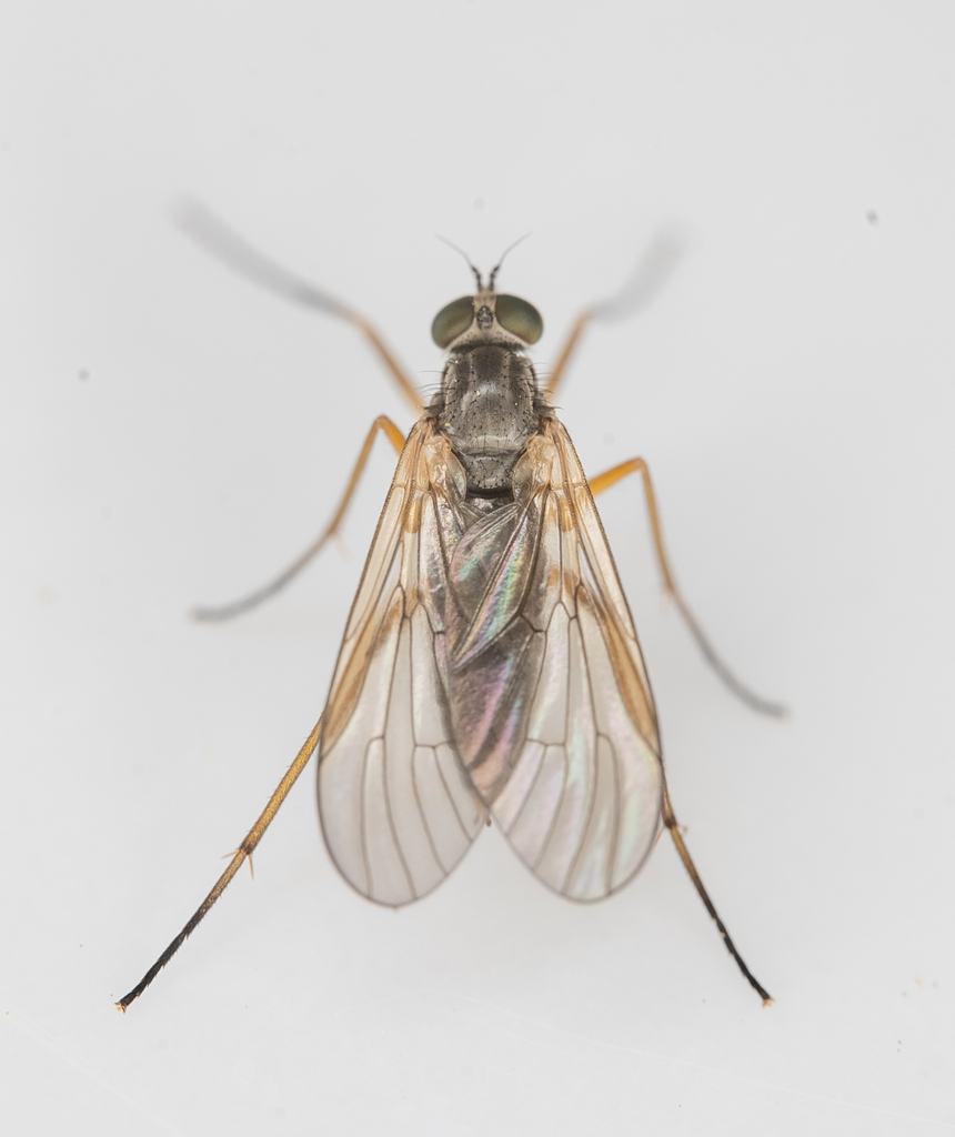 Rhagio californicus