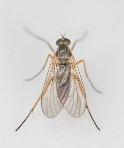 Rhagio californicus