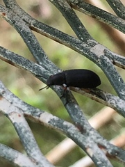 Haplandrus fulvipes