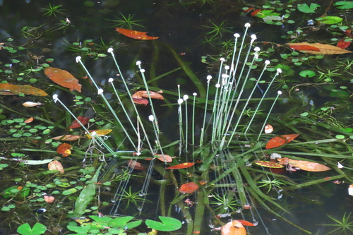 Eriocaulon latifolium
