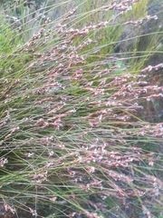 Restio filiformis