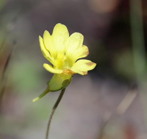 Image of Pinguicula lutea by (c) Lauren McLaurin, some rights reserved (CC BY)