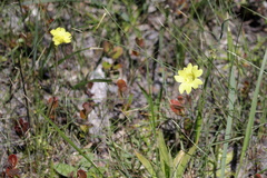Pinguicula lutea