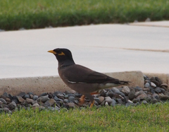 Acridotheres tristis