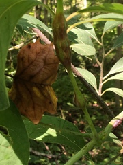 Neolasioptera vitinea