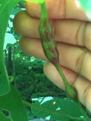 Neolasioptera vitinea