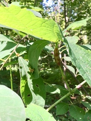 Neolasioptera vitinea