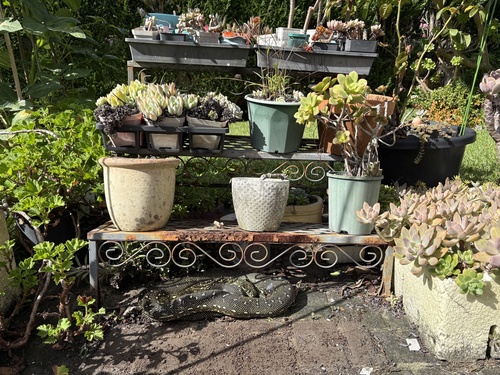 Diamond Python sighting