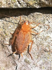 Ectobius pallidus