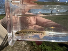 Slackwater Darter photo 2