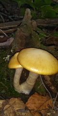Cortinarius delibutus