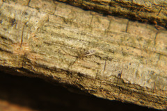 Entomobrya muscorum