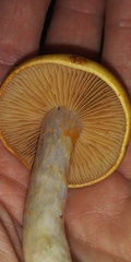 Cortinarius delibutus