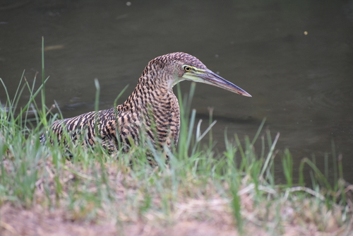 Bare-throated Tiger-Heron