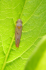 Graphocephala aurora