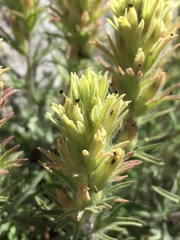 Castilleja nana