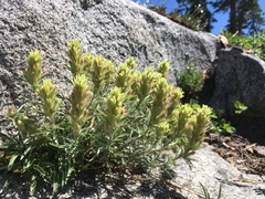 Castilleja nana