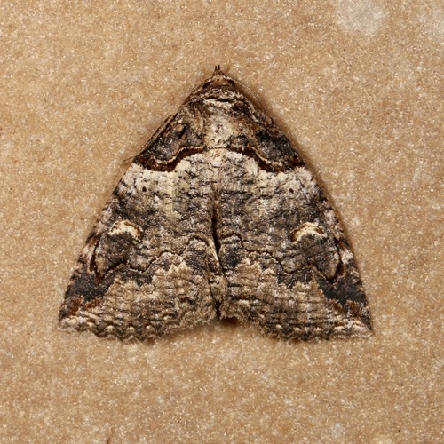 Intent Zale Moth photo 2