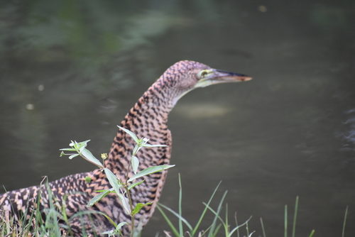 Bare-throated Tiger-Heron