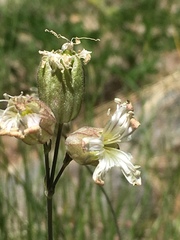 Silene douglasii