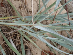 Leymus arenarius