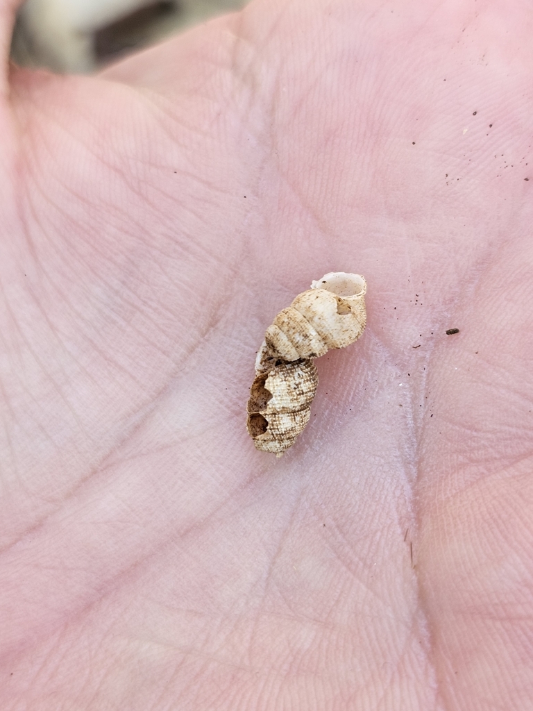 Chondropoma schaliei