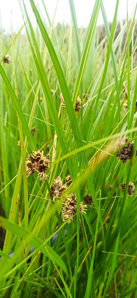Sea clubrush