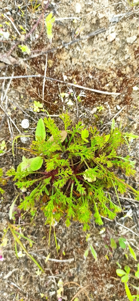 Moroccan chamomile