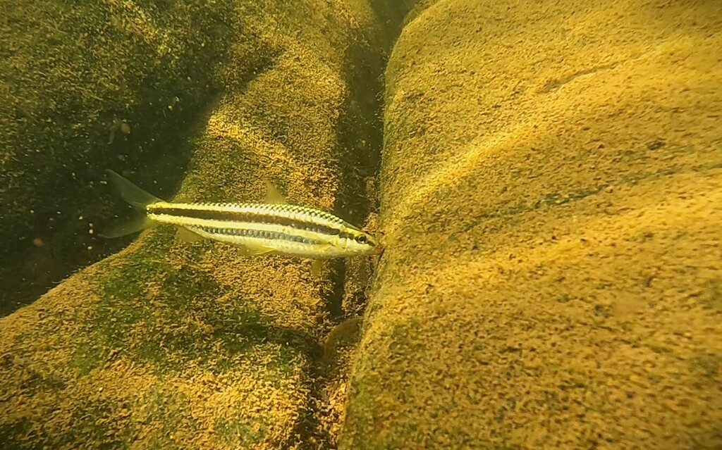 Characin (Leporinus striatus) — Anostomidae