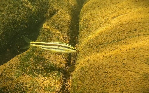 Characin (Leporinus striatus) — Anostomidae