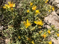 Ericameria suffruticosa