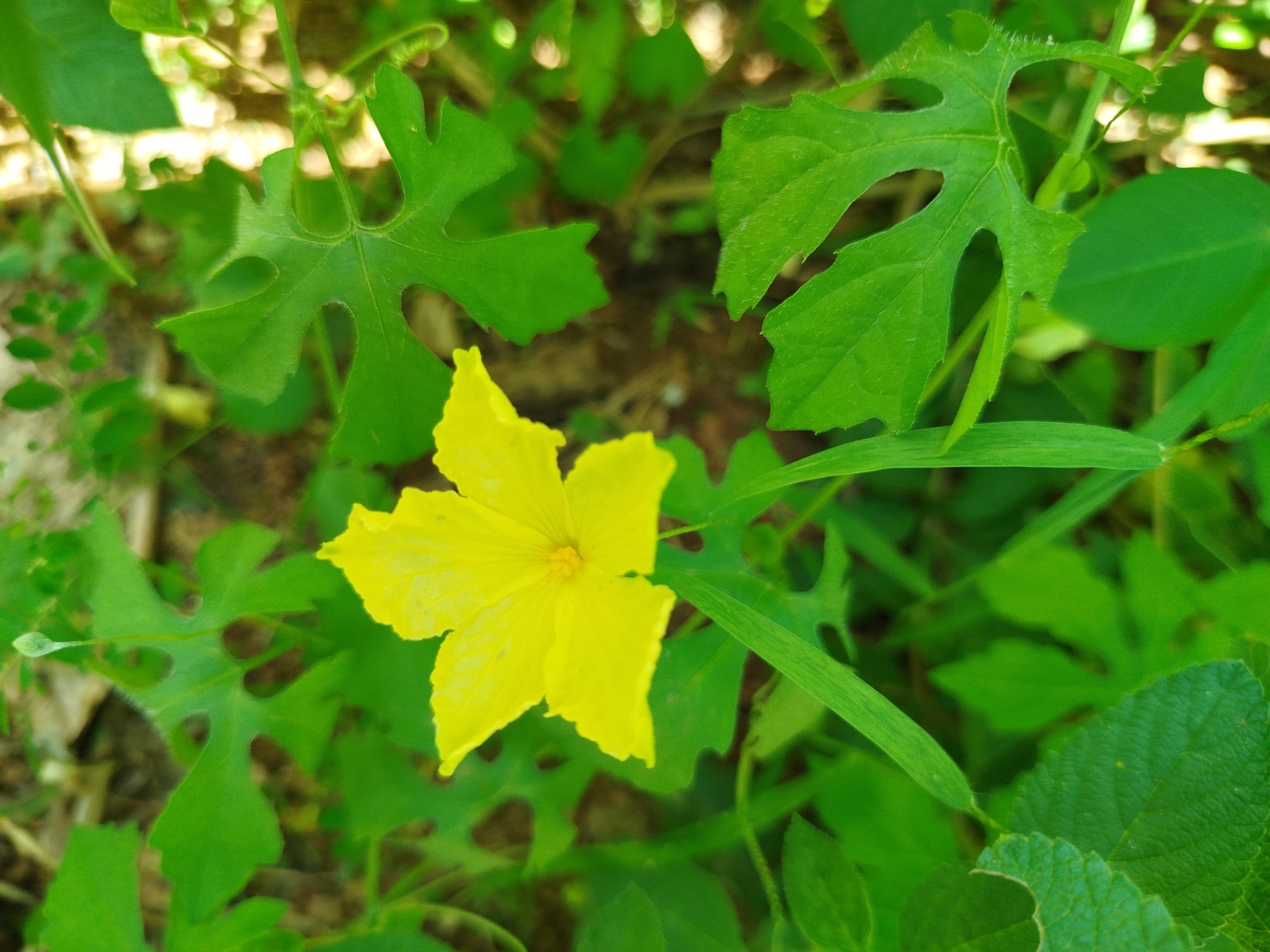 Momordica charantia