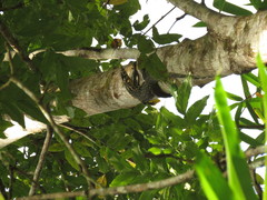 Varanus salvator celebensis