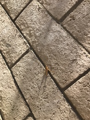 Schistocerca nitens