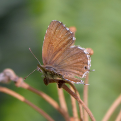 Cacyreus marshalli