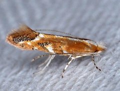 Cameraria quercivorella