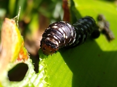 Xanthopastis moctezuma