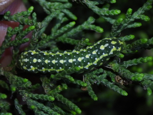 Lemmer's Pinion Moth