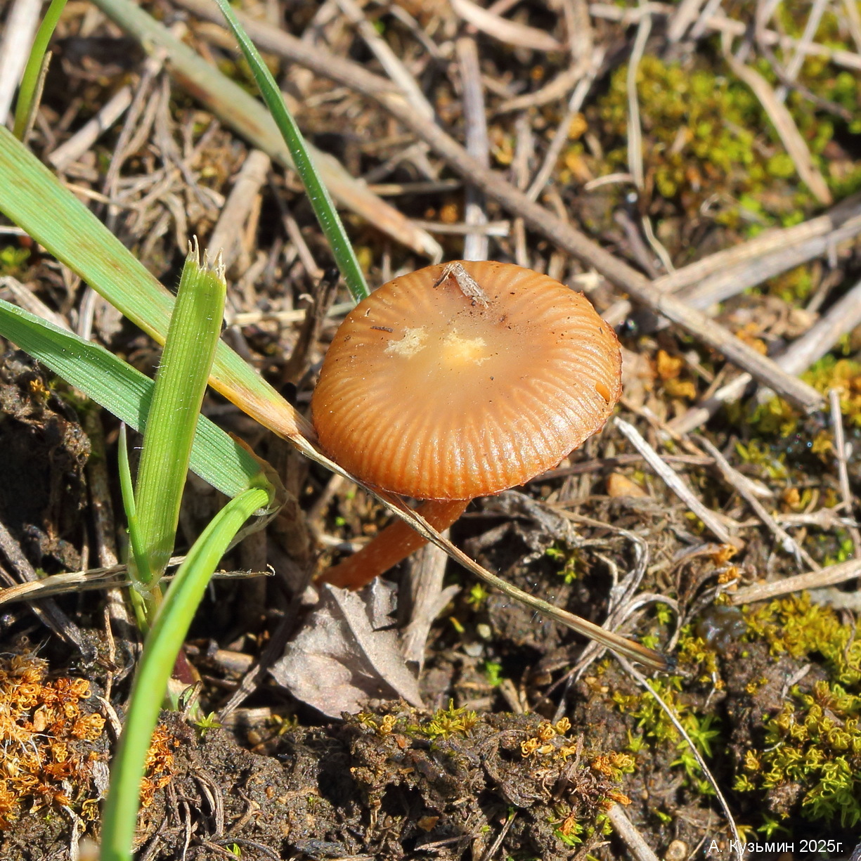 Гриб рода Тубария (Tubaria)