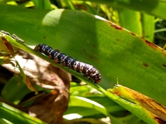 Xanthopastis moctezuma