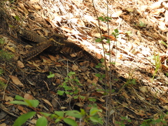 Antrostomus arizonae