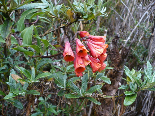 Bomarea acutifolia (Bomarea acutifolia)