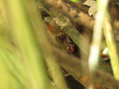 Tarsius supriatnai