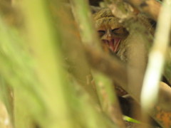 Tarsius supriatnai