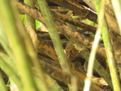 Tarsius supriatnai